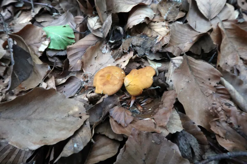 Calocybe chrysenteron 1 - IMG_0755